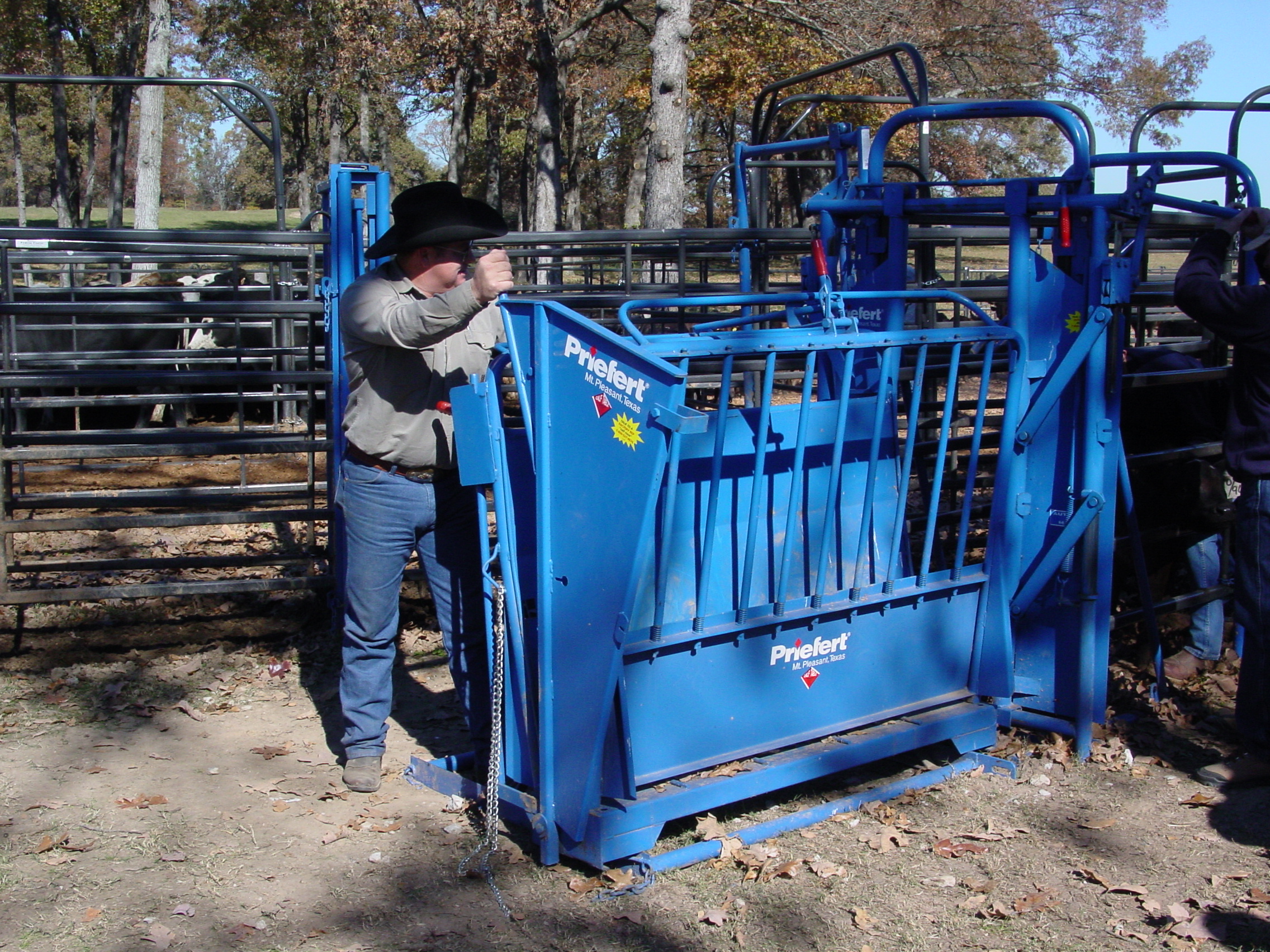 Calf Table CT 01 2004.JPG